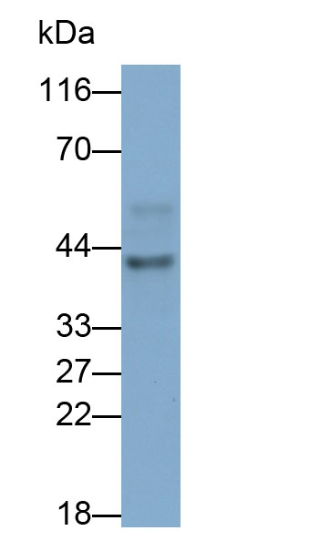 Monoclonal Antibody to Extracellular Signal Regulated Kinase 2 (ERK2)