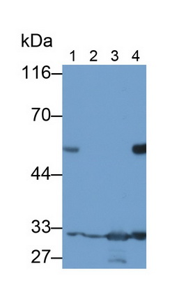 MAA938Hu22.jpg