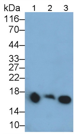 MAA979Hu22.jpg