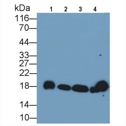 Monoclonal Antibody to Cyclophilin A (CYPA)