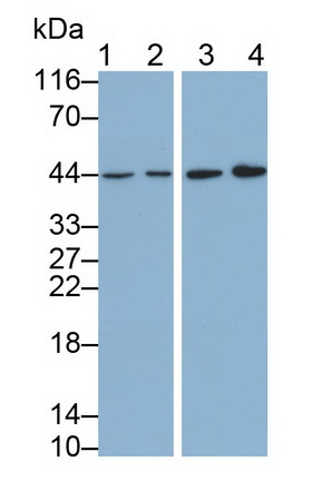 MAB004Mu21.jpg