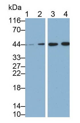 MAB004Mu22.jpg