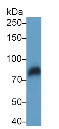 MAB010Hu22.jpg