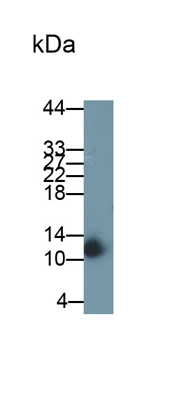 MAB018Hu23.jpg