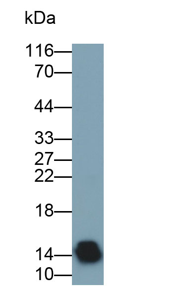 MAB018Hu25.jpg