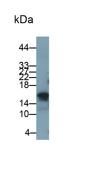 MAB018Hu27.jpg