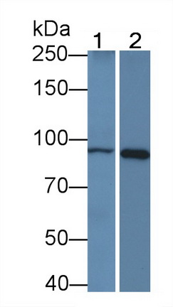 MAB021Hu22.jpg