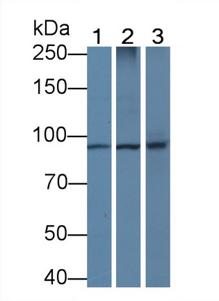 MAB021Hu24.jpg