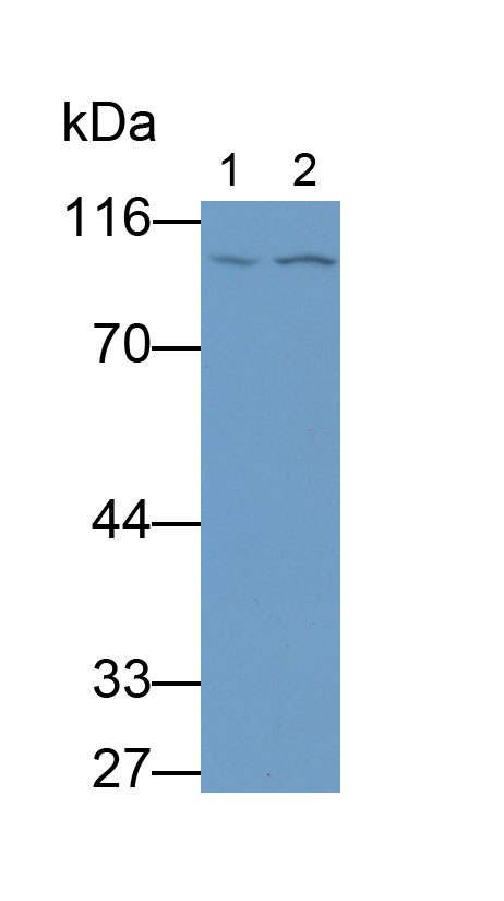 MAB021Hu26.jpg