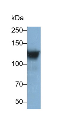 MAB029Hu22.jpg