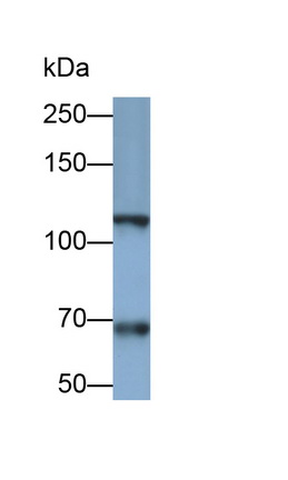 MAB029Hu24.jpg