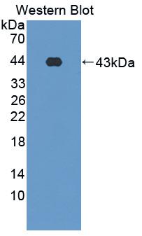 MAB039Hu22.jpg