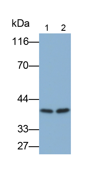 MAB039Hu23.jpg