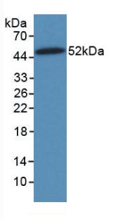 MAB040Hu22.jpg