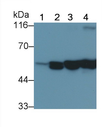 MAB040Hu24.jpg