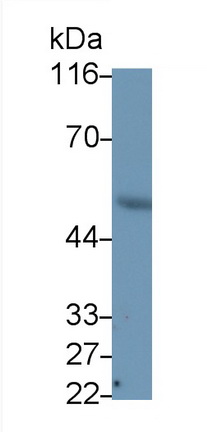 MAB040Hu25.jpg