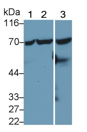 MAB062Hu21.jpg