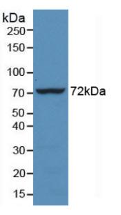 MAB062Hu22.jpg