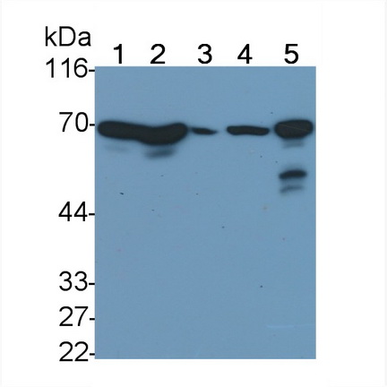 MAB062Hu23.jpg