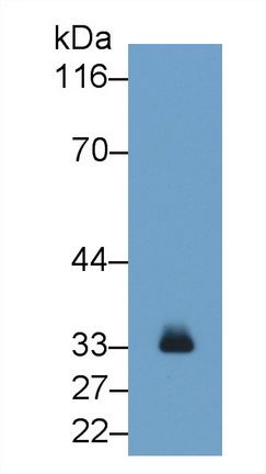 MAB070Hu23.jpg