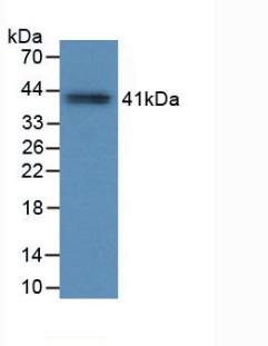 MAB070Hu26.jpg