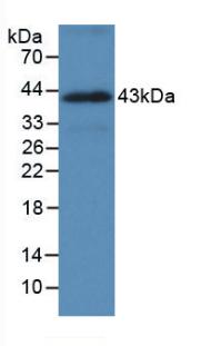 MAB081Hu22.jpg