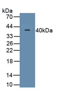 MAB097Hu22.jpg