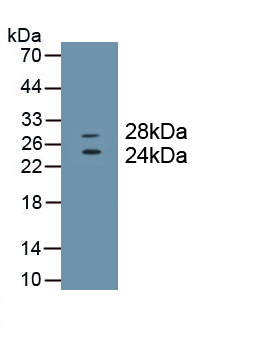 MAB099Hu22.jpg