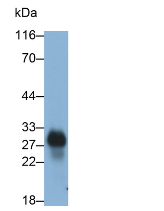 MAB099Hu25.jpg