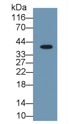 MAB120Hu23.jpg