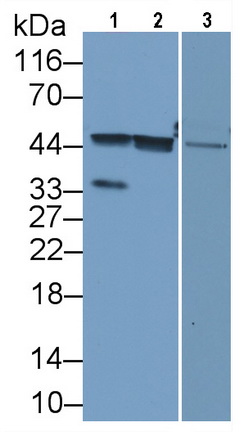 MAB120Hu24.jpg