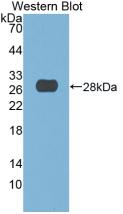 MAB127Hu21.jpg