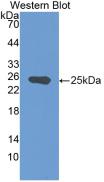 Monoclonal Antibody to Chondroitin Sulfate Proteoglycan 4 (CSPG4)