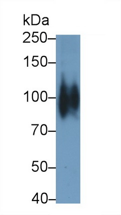 MAB137Hu21.jpg