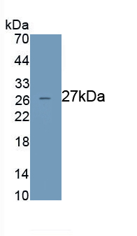 MAB144Hu22.jpg