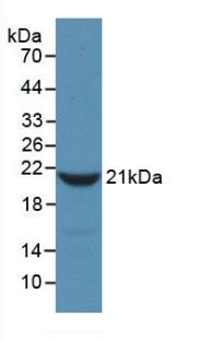 Monoclonal Antibody to Fibrinogen Alpha Chain (FGA)