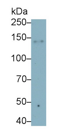 MAB159Hu22.jpg