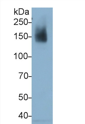 MAB159Hu23.jpg