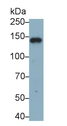 MAB159Hu26.jpg