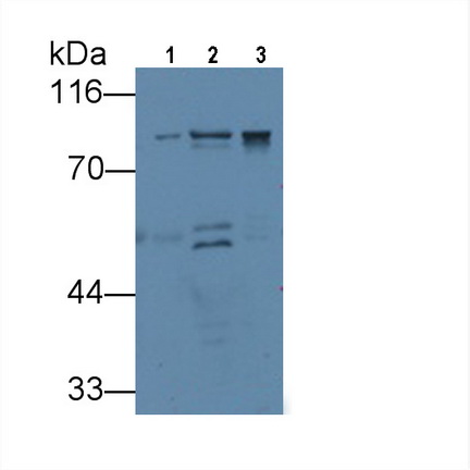 Monoclonal Antibody to VGF Nerve Growth Factor Inducible (VGF)