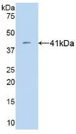 Monoclonal Antibody to VGF Nerve Growth Factor Inducible (VGF)