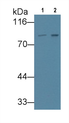 MAB166Hu25.jpg