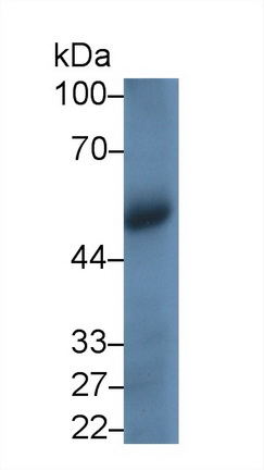 Monoclonal Antibody to Cluster Of Differentiation 4 (CD4)