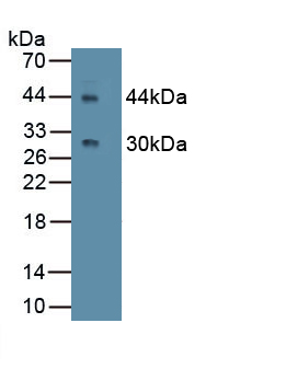 MAB167Mu31.jpg