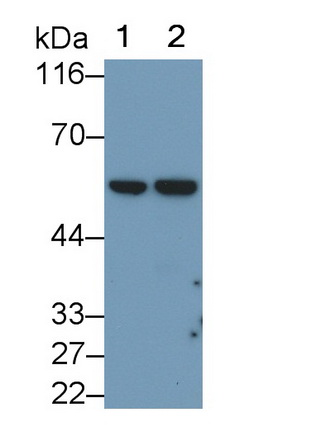 MAB175Hu25.jpg