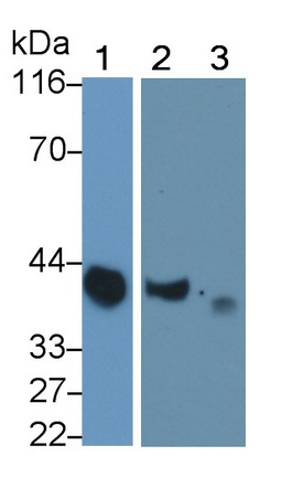 MAB180Po22.jpg