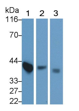 MAB180Po24.jpg