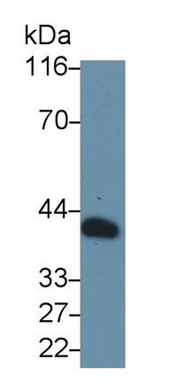 MAB180Po27.jpg