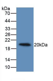 MAB190Hu21.jpg