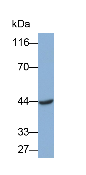 MAB190Hu22.jpg